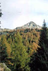 becca di viou dal bosco