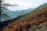 bosco autunnale