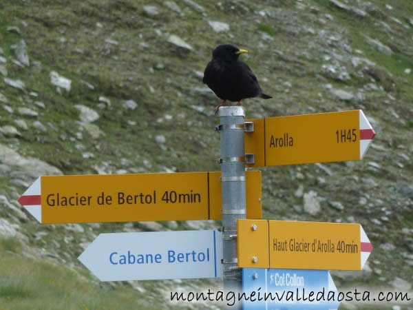 haute route chamonix zermatt