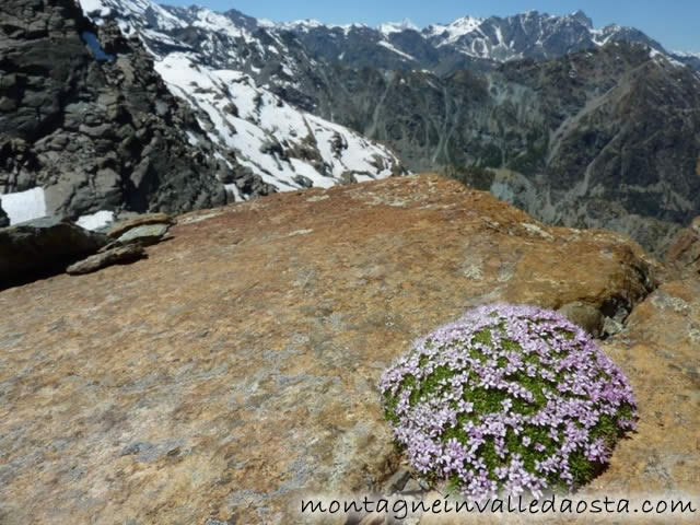 cime noire