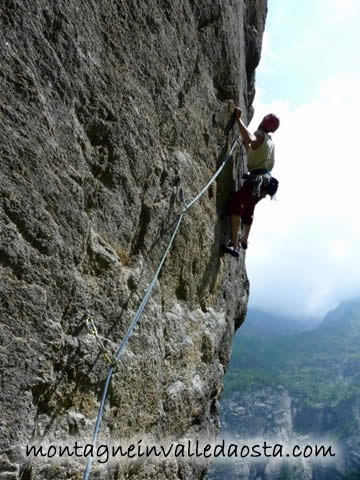 orecchio del pachiderma