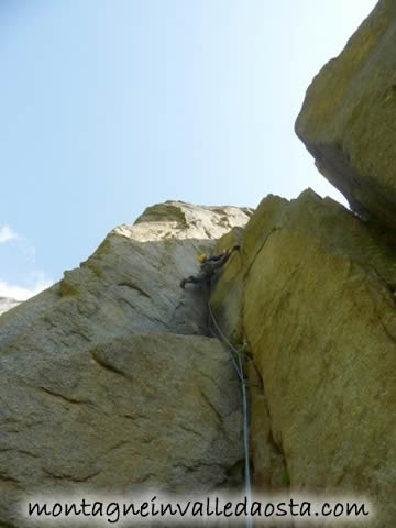 orecchio del pachiderma