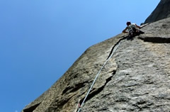 orecchio del pachiderma