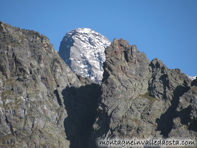 corno bianco