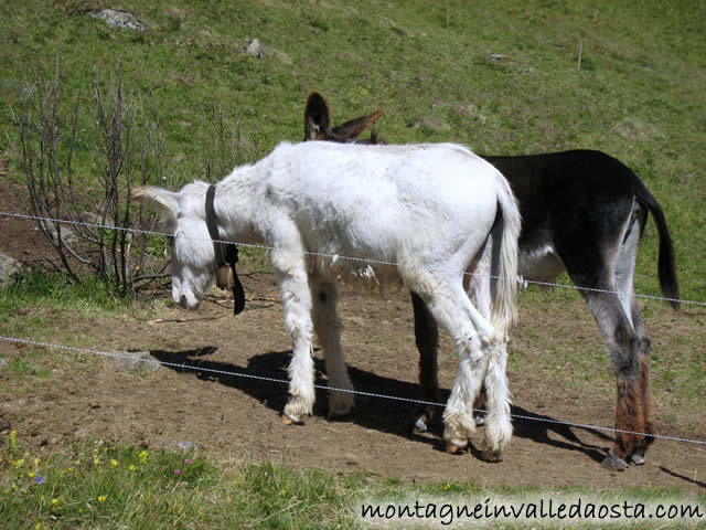 rifugio_dona