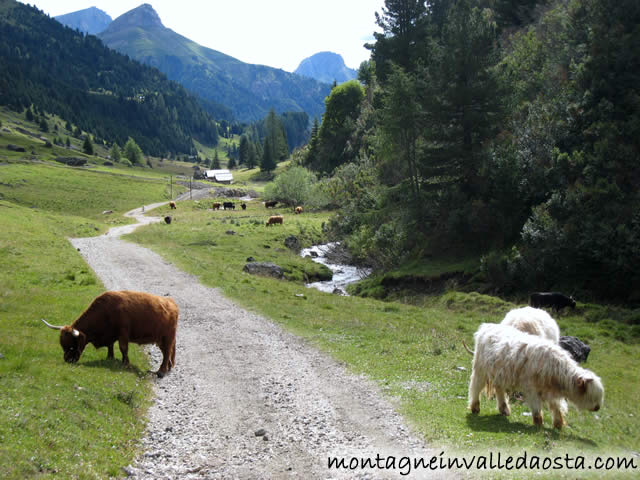 alpe di tires