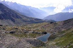 corno vitello