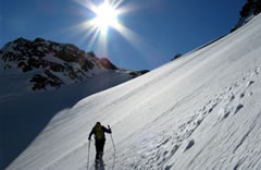 mont_avic